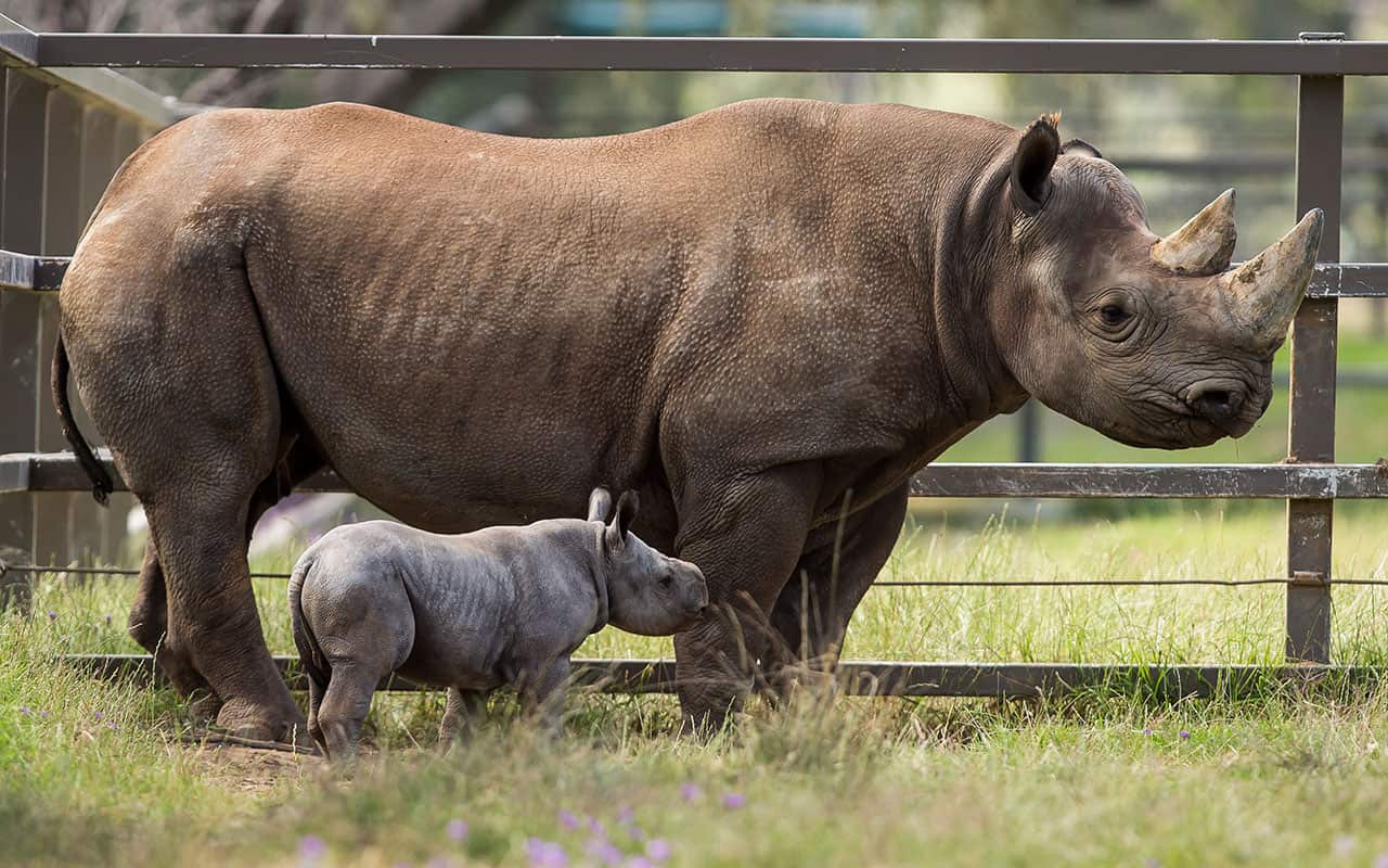A supplied undated image obtained Tuesday, November 21, 2017 of a black rhino calf at Taronga Western Plains Zoo near Dubbo, NSW. 