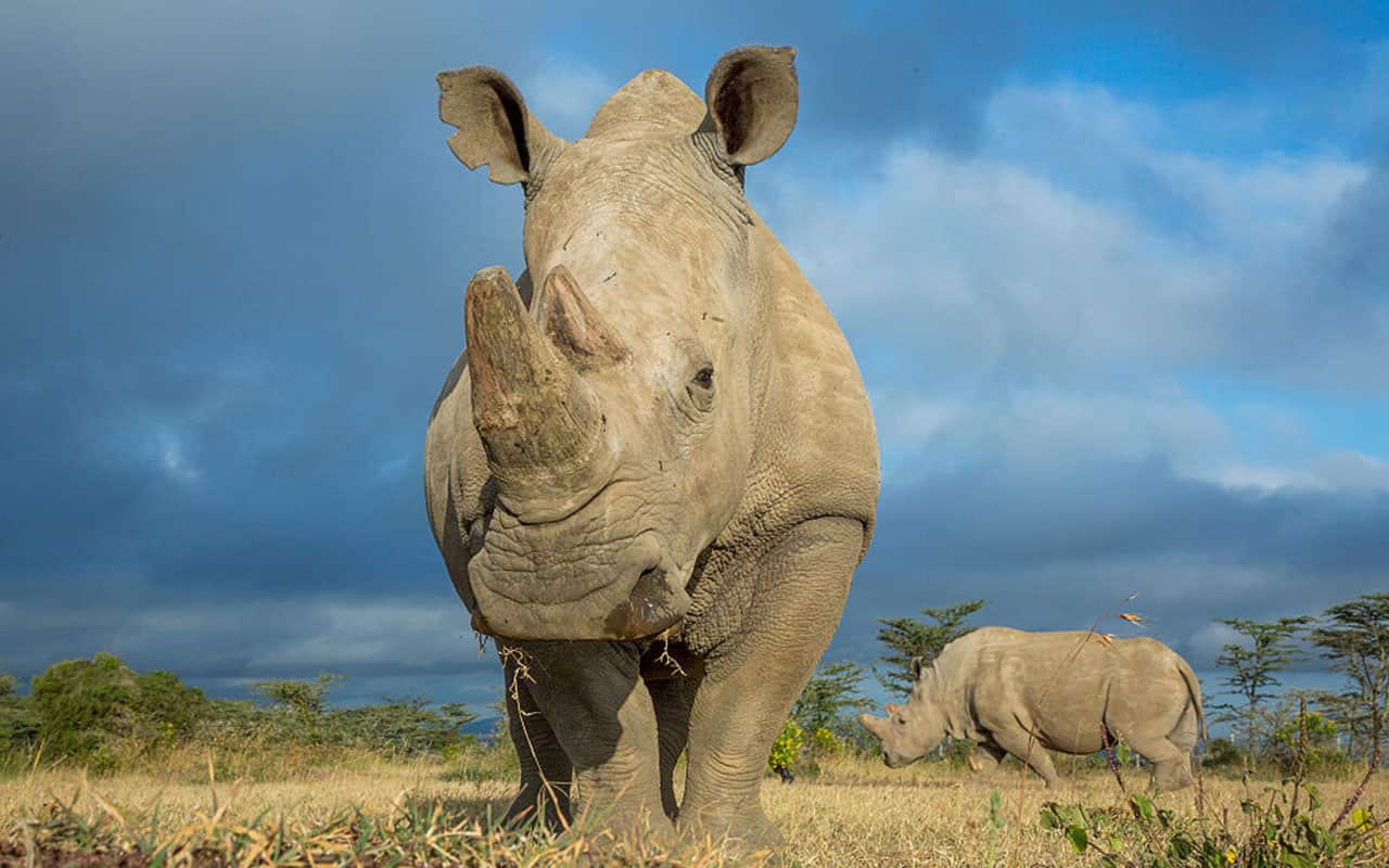 A pair of rhinos in Africa.