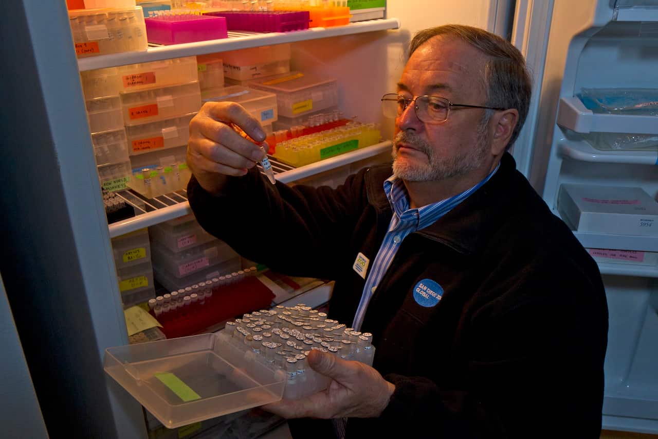 Dr. Oliver Ryder, of the San Diego Zoo Global's Frozen Zoo, inspecting cell cultures from a store of tissue and genetic material.