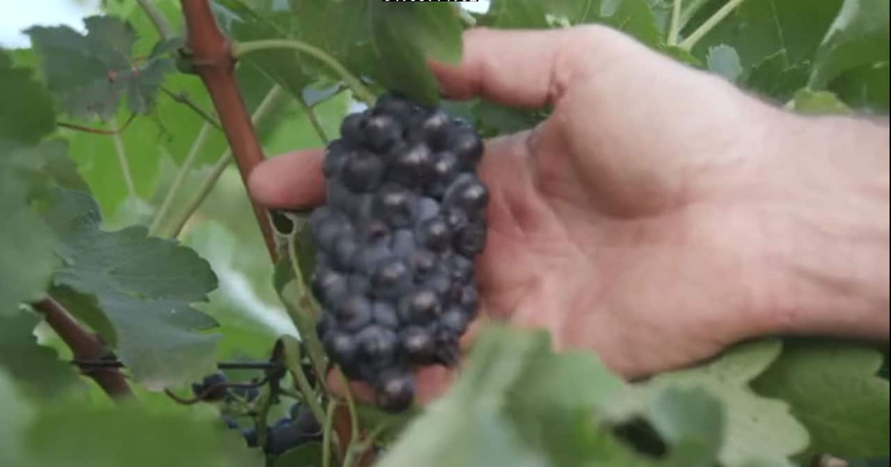 Red wine grapes ripened weeks earlier this summer. 