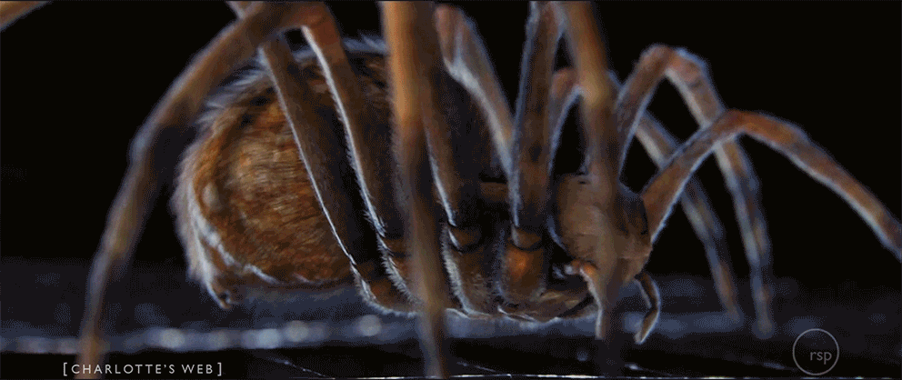 Charlotte's web