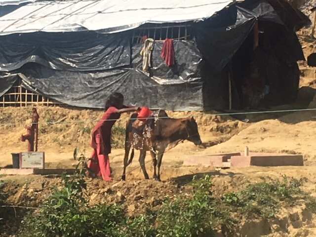 A young girl washes a cow in the refugee camps.