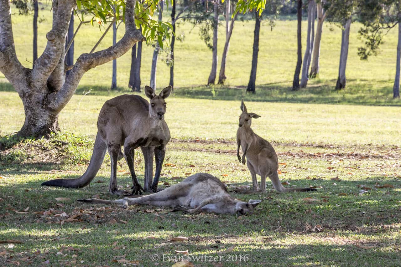 kangaroo mourning
