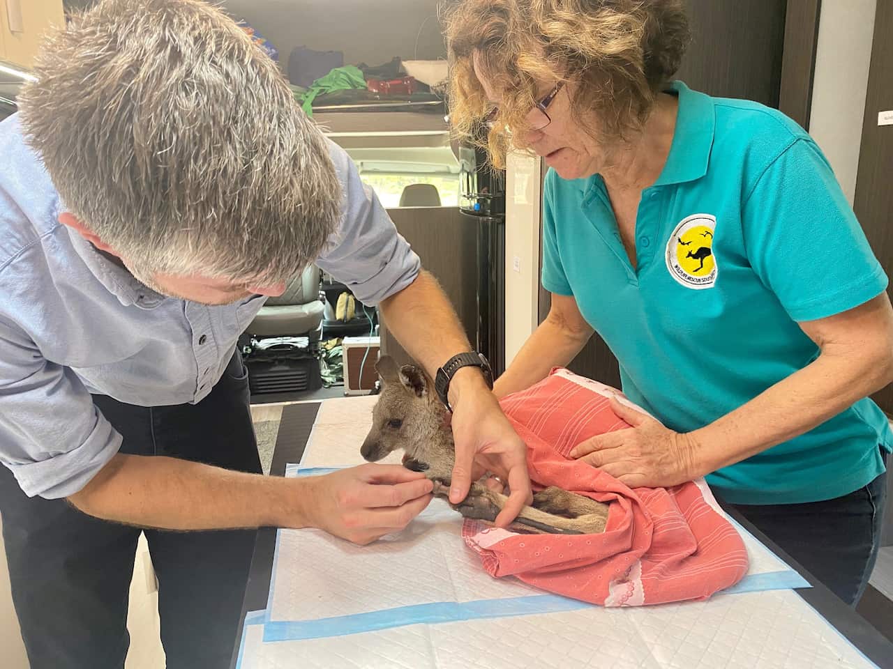 Volunteer vet Dr John Thirlwell assessing an injured wallaby.