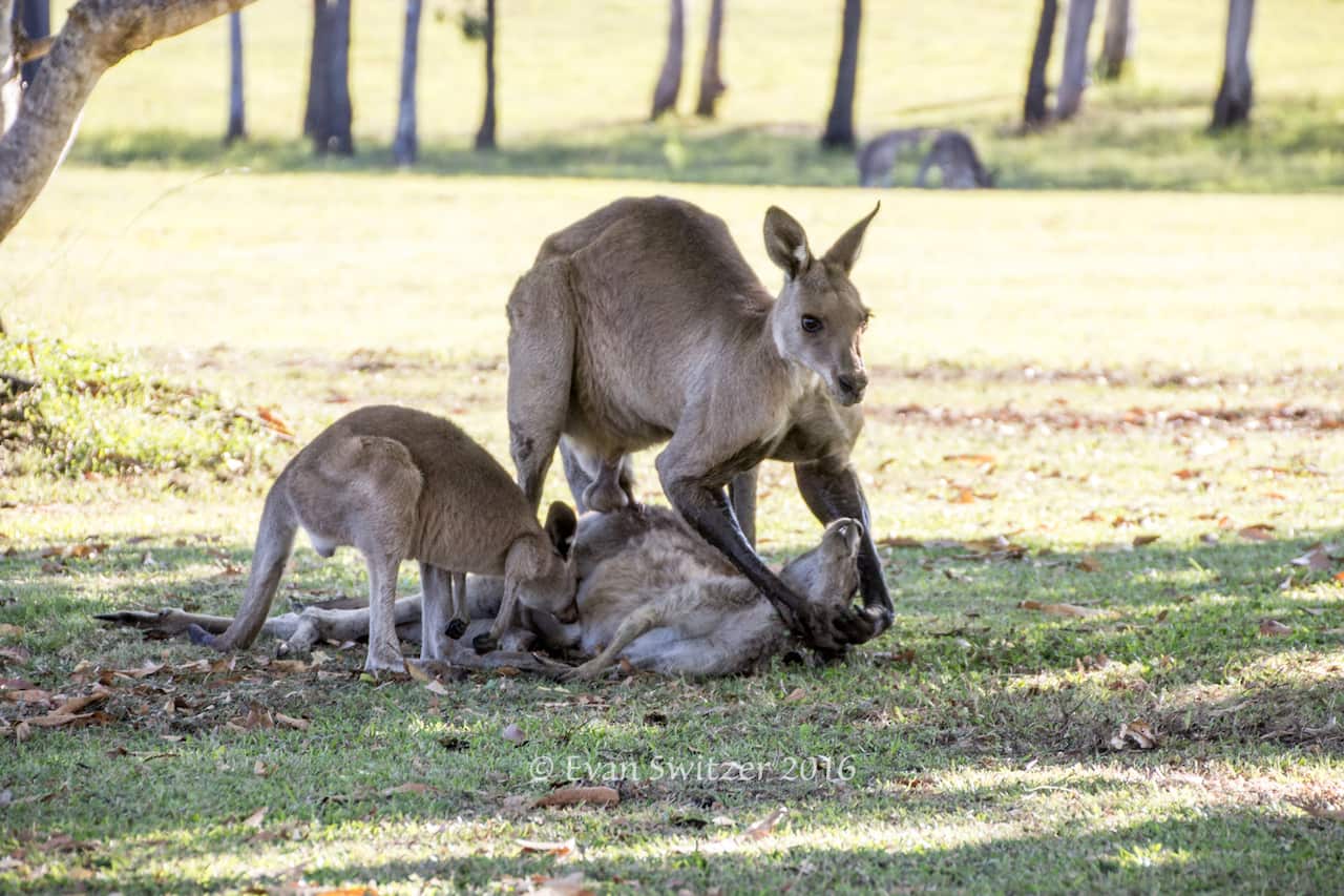 kangaroo mourning
