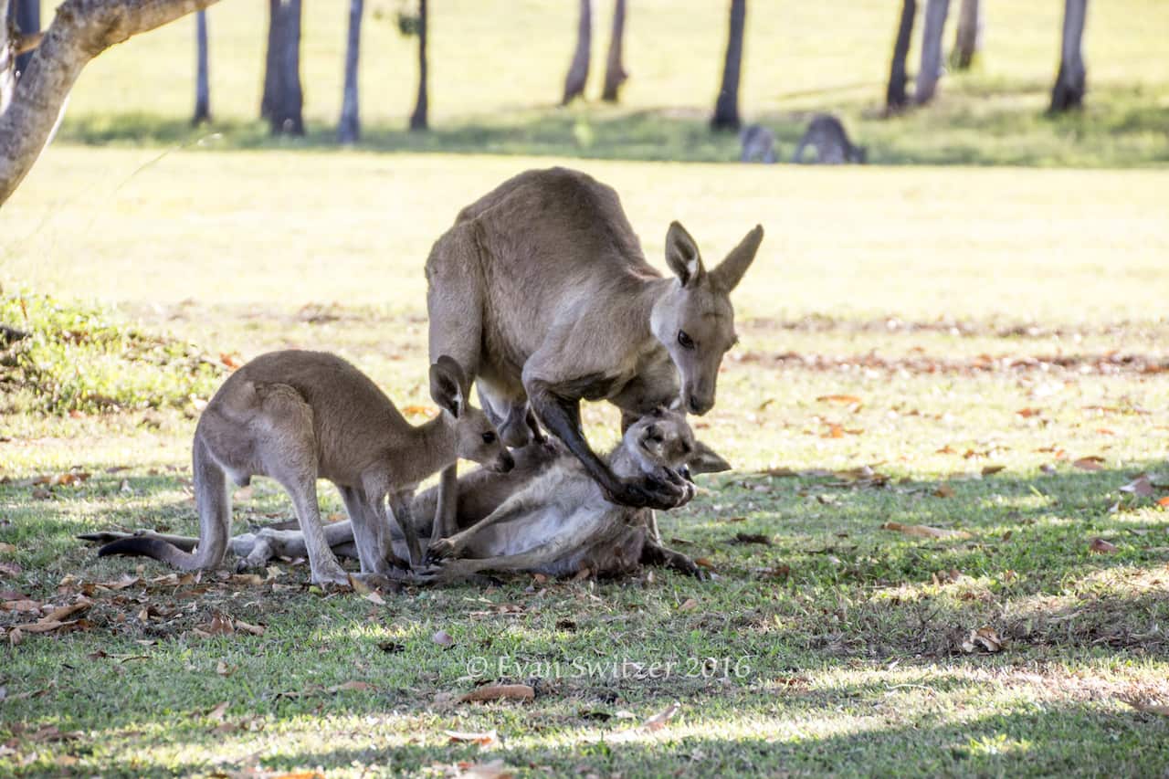 kangaroo mourning