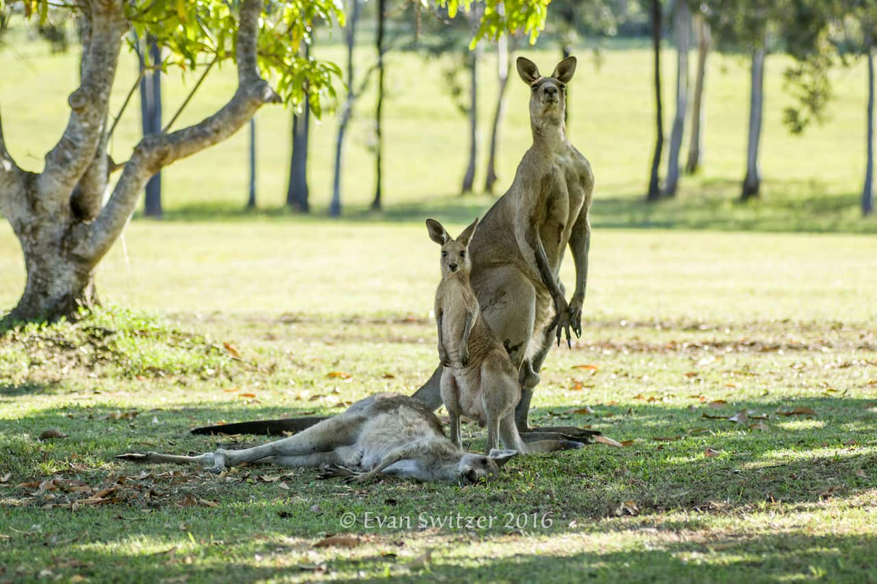 kangaroo mourning