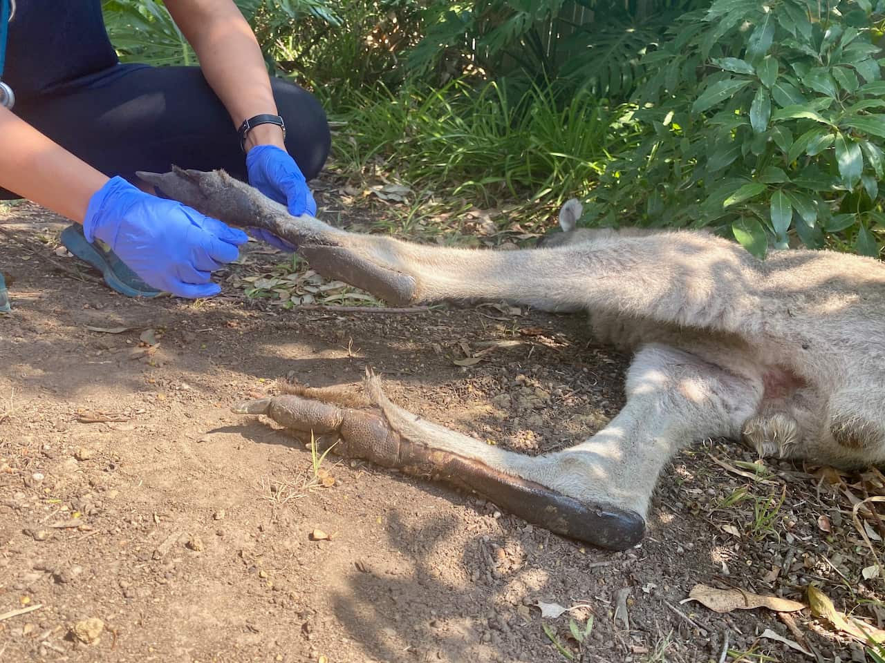 A kangaroo with burned feet pads.