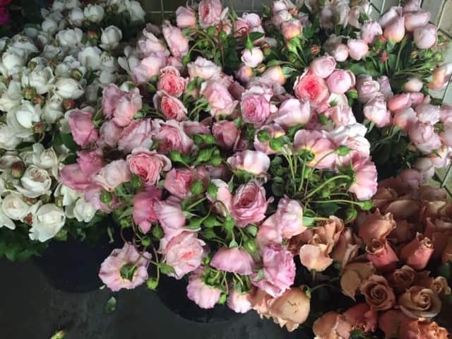 Thousands of fresh cut roses are dumped every week.