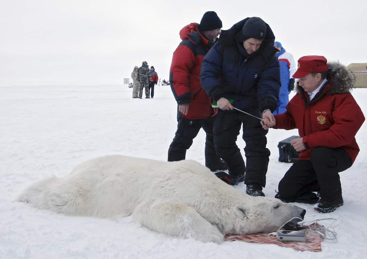 Vladimir Putin takes measurements of a polar bear, which was put to sleep during a visit to a research institute at the Franz Josef Land archipelago.
