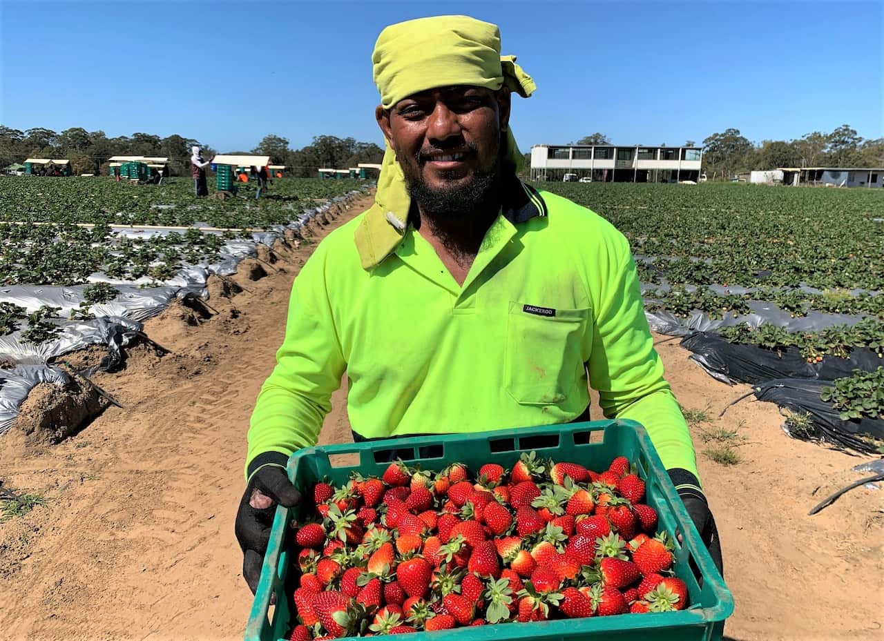 More seasonal workers are urgently needed.