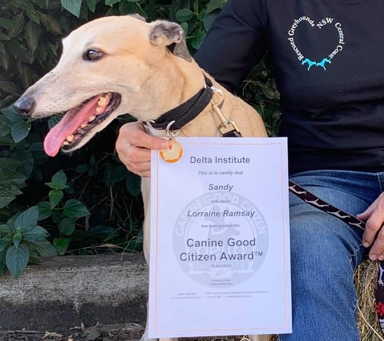 Sandy winning a Canine Good Citizen Award