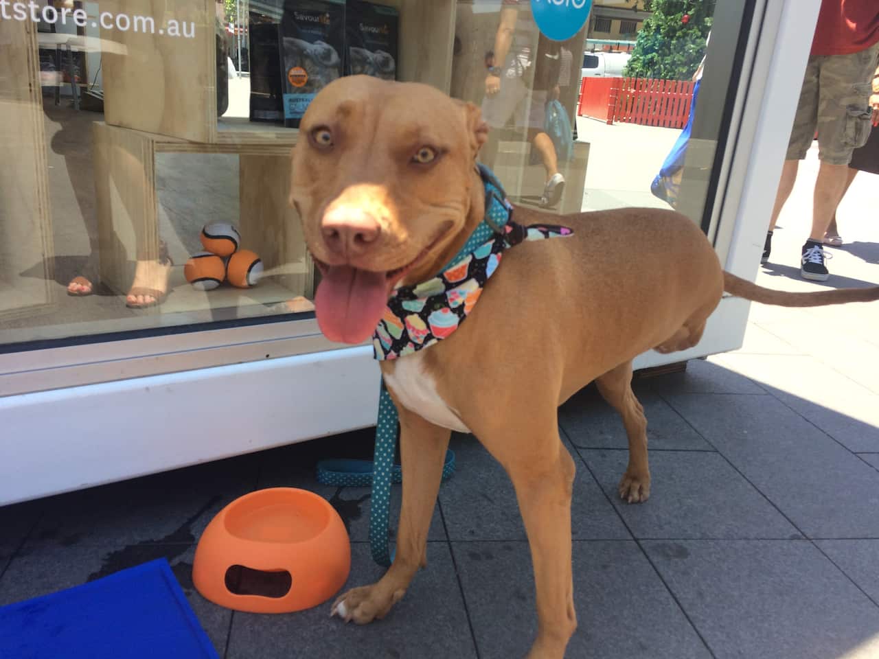 Michael's 'ambassa-dog' Missy had to have a leg amputated after being abandoned by a disreputable breeder.