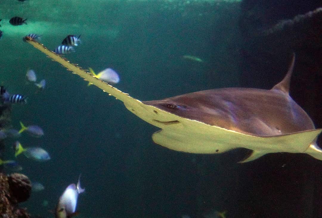 A critically-endangered sawfish swims at the Sydney Aquarium in Sydney, Australia.