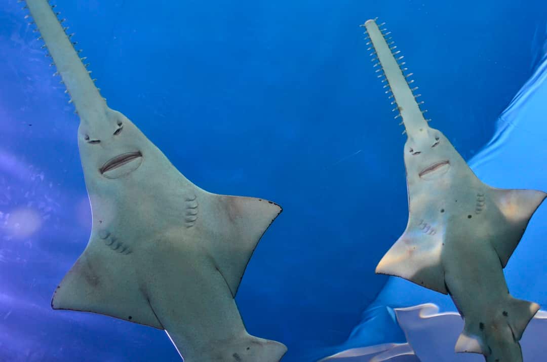 A pair sawfish at the Sydney Aquarium in Sydney.