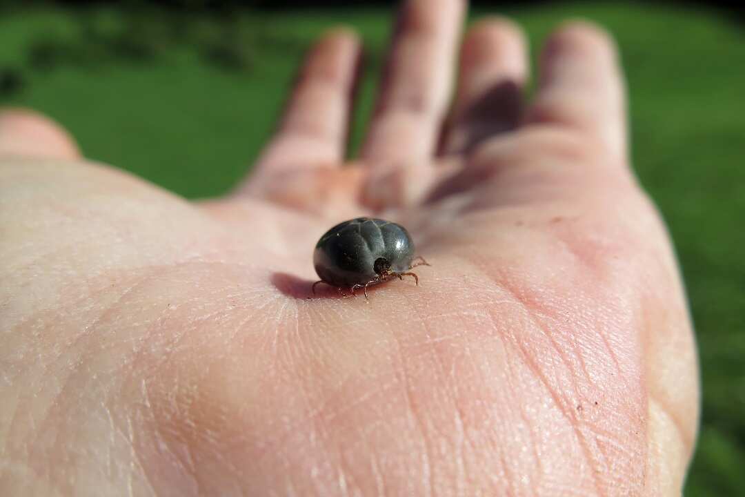 In a photo provided by Ruth Renner, an engorged long-horned tick, known locally as the cattle tick, on a farm in New Zealand.