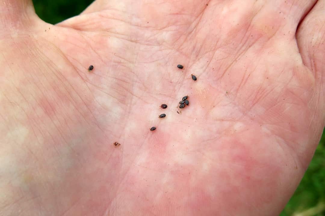 In a photo provided by Ruth Renner, long-horned ticks, known locally as cattle ticks, on a farm in New Zealand.