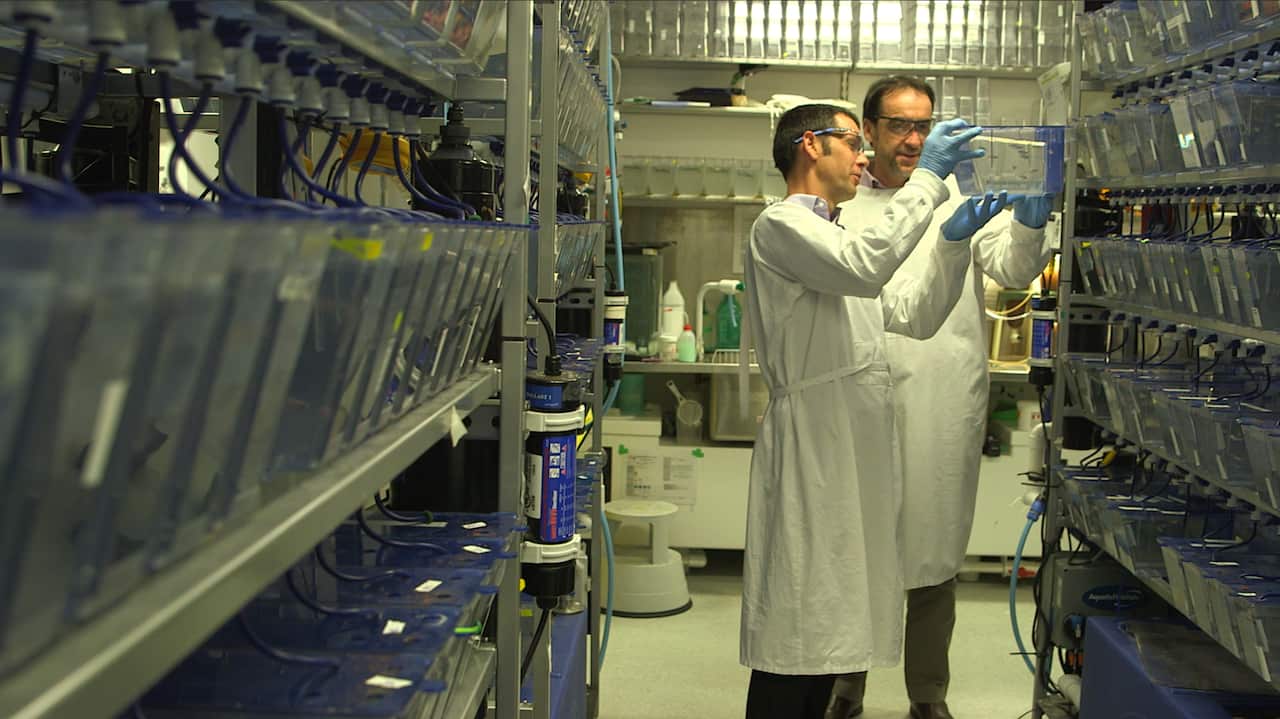 Fishing for answers ... scientists Nicholas Cole and Gilles Guillemin at the Macquarie University MND Reseach Centre. Picture: Will Reid