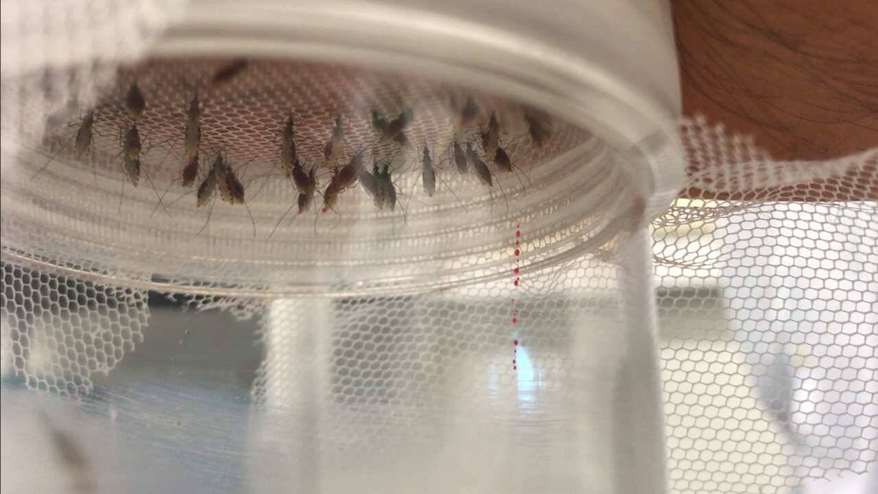 Mosquitos feeding on a malaria infected volunteer