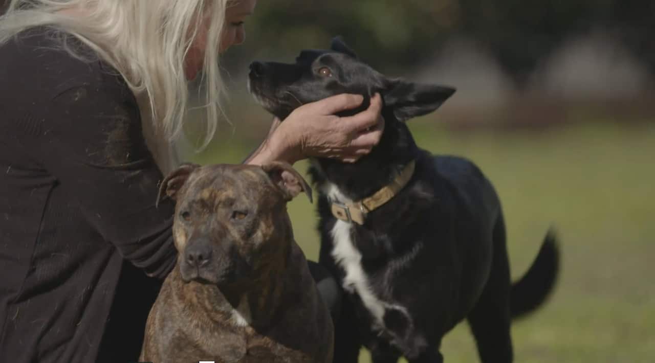  rescues dogs and cats on death row 