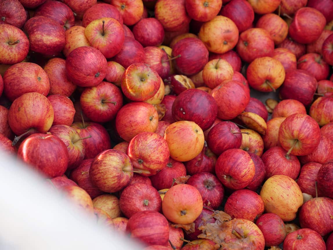 In a normal year, about 8000 seasonal workers are needed for Tasmania's fruit harvests.