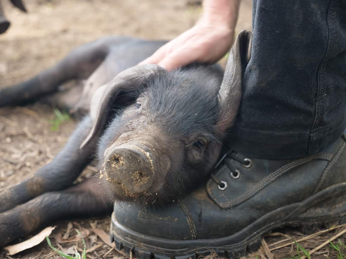Matthew Tack's farm is about an hour from Hobart. 