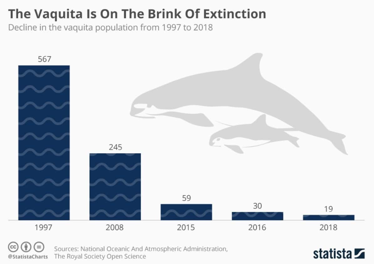 The decline of the vaquita population 1997 to 2018. 