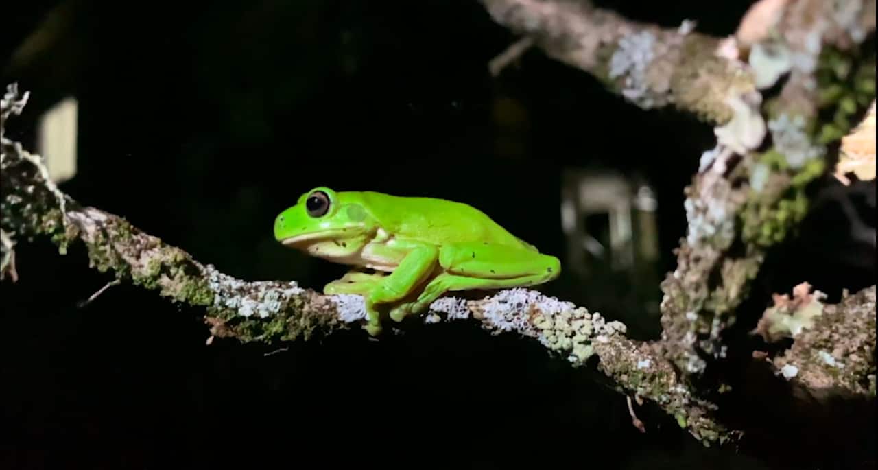 A Green Tree Frog