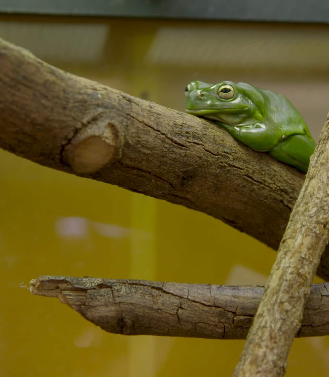 A Green Tree Frog