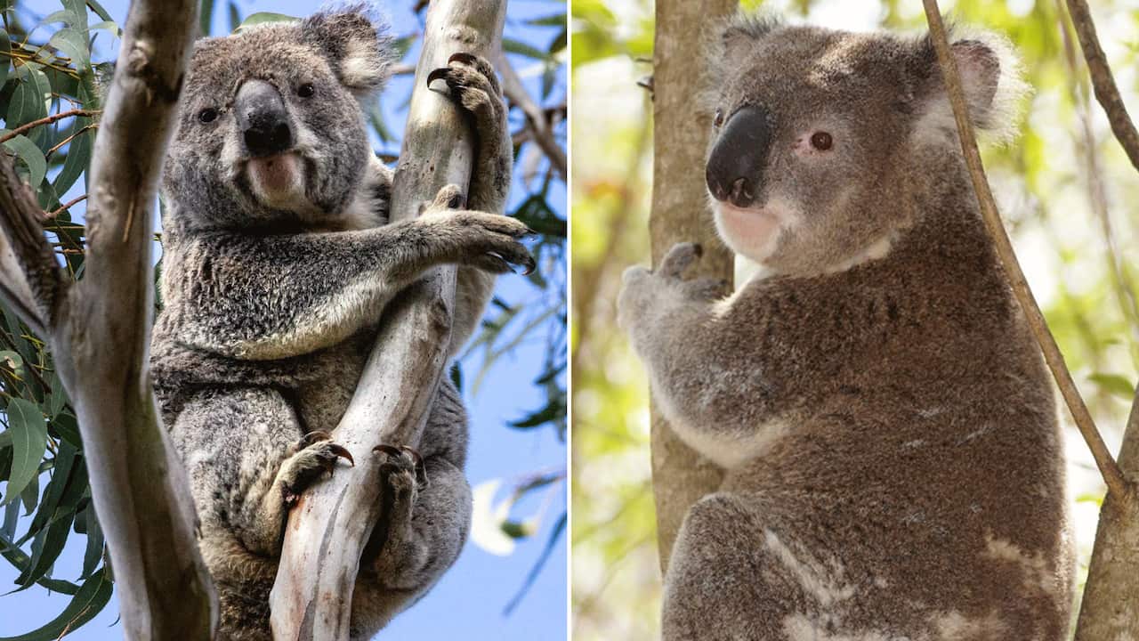 Malcom and Belle were found 20 metres a part from each other this month after locals heard them mating during the night.