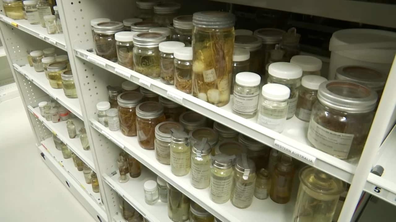 The Australian Museum is home to over 21 million natural history specimens. 