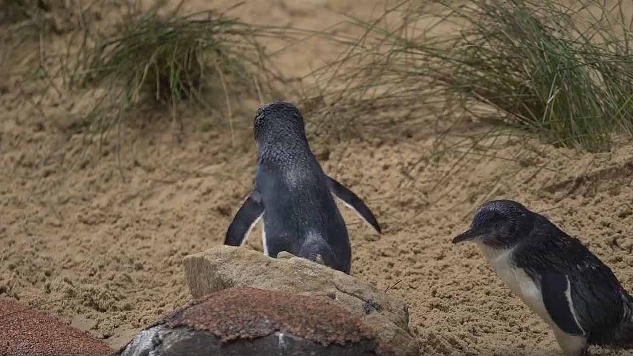 The penguins were much-loved by Sydneysiders.