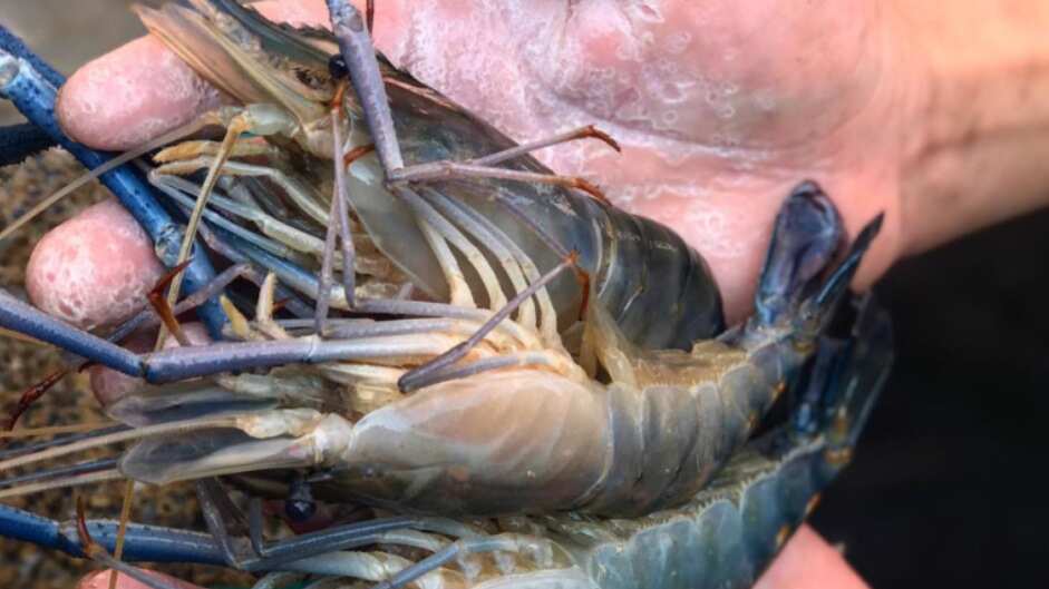 Thailand, Indonesia and China’s fishing industries are reported to be rife with forced labour.