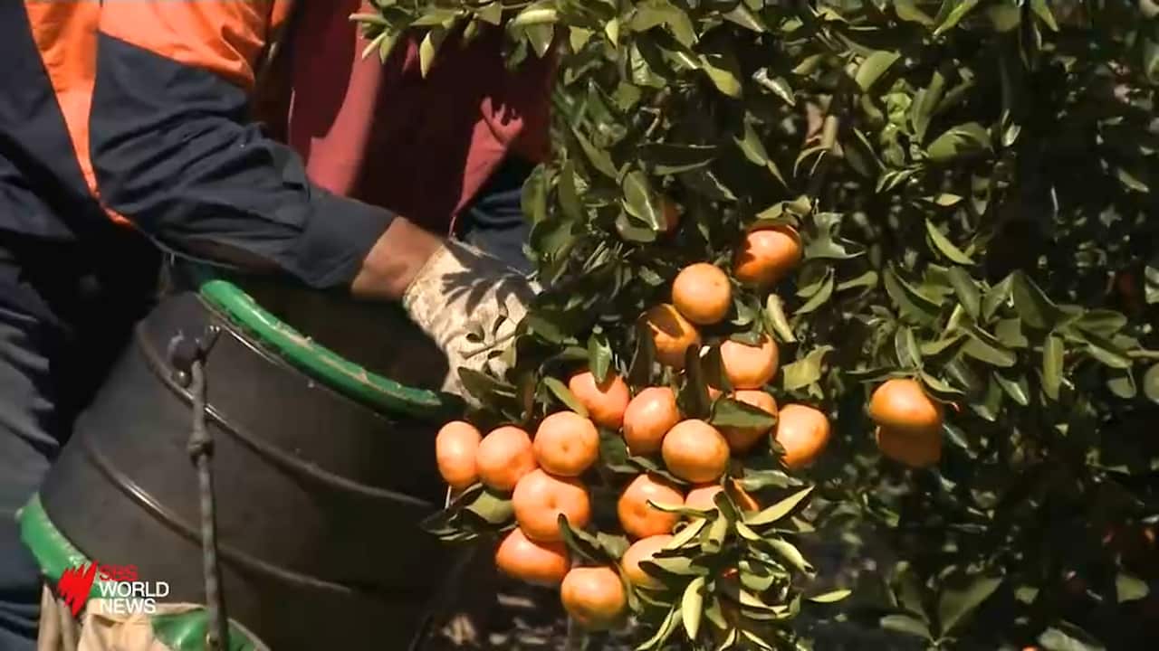 A person picking fruit.