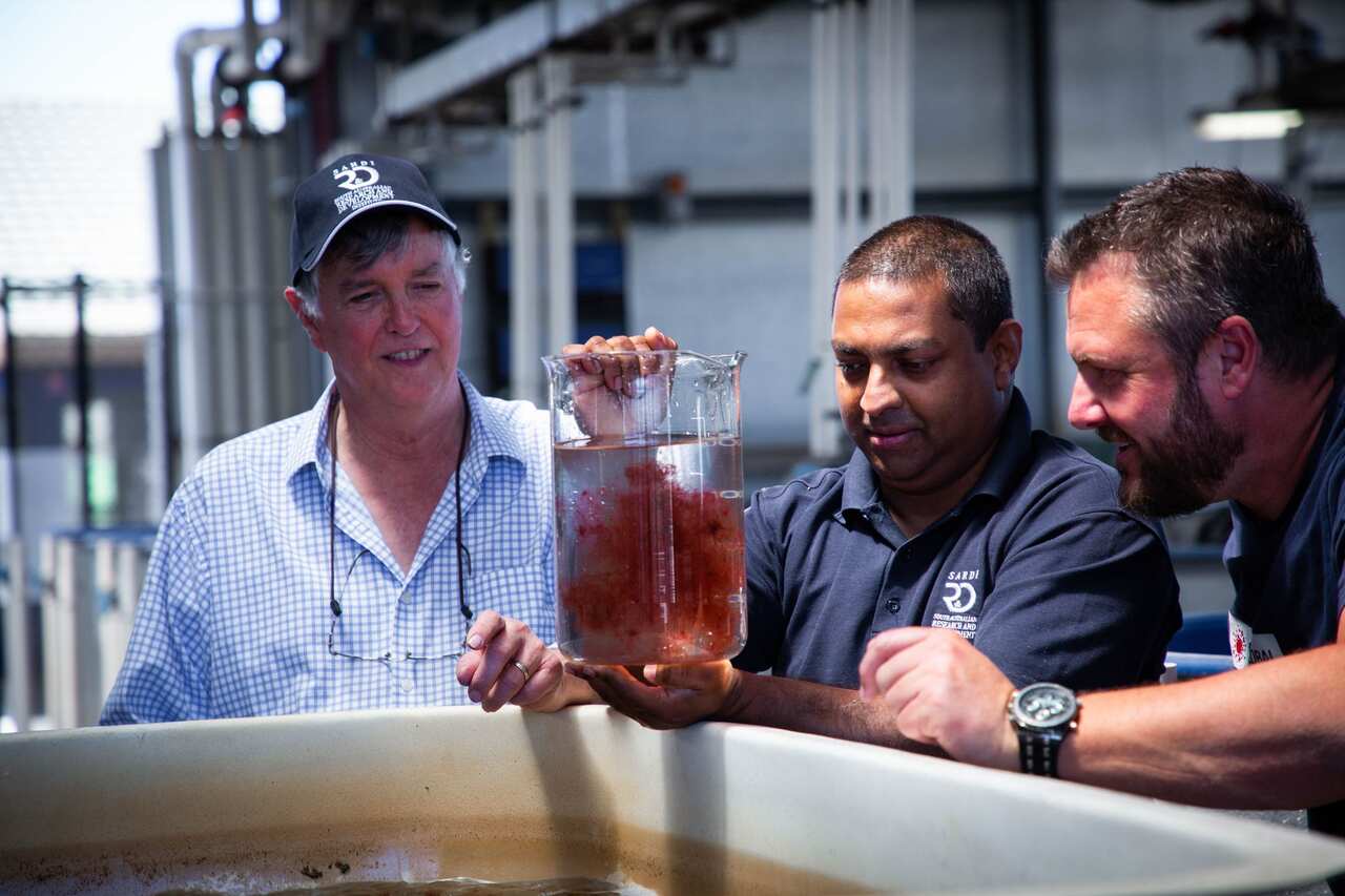 South Australian-based company CH4 Global has been granted a licence to commercialise a seaweed supplement, which has been shown to reduce methane emissions. 