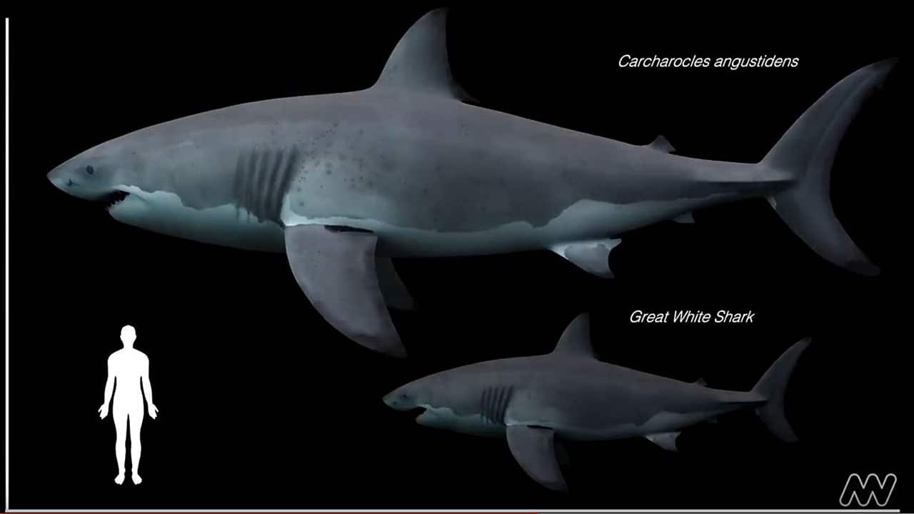 Museum Victoria palaeontologists find rare set of fossilised shark teeth