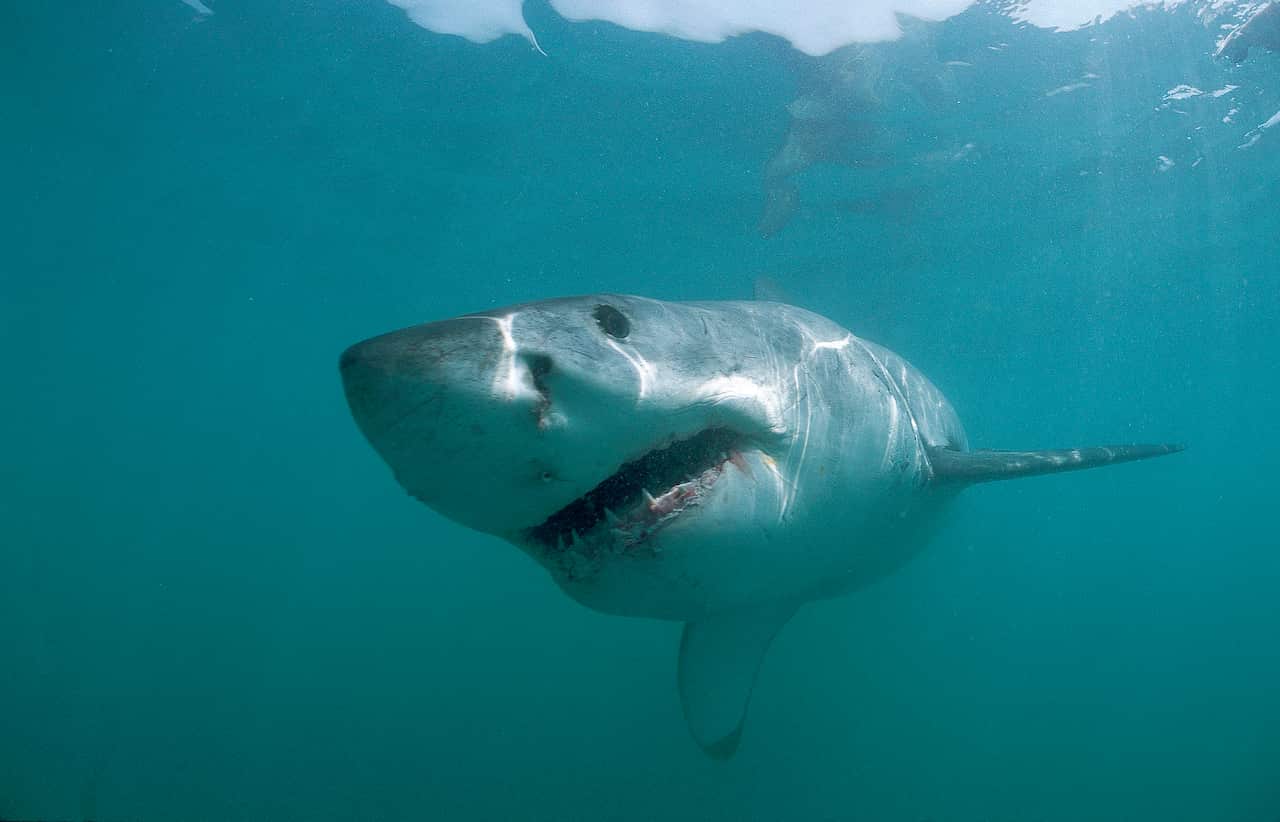 Great White Shark underwater. (AAP/Mary Evans/Ardea/Kurt Amsler)
