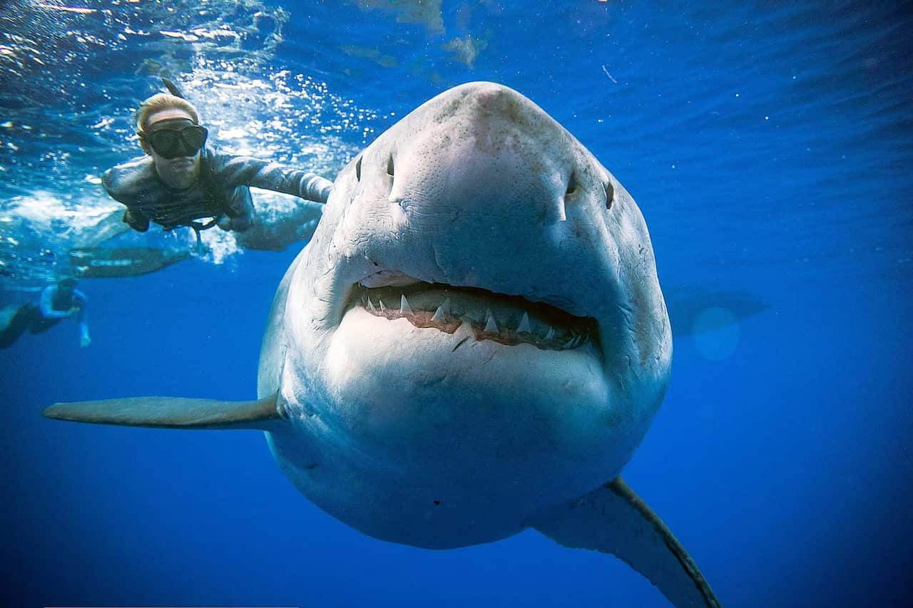 The great white shark is believed to be around 50-years-old.