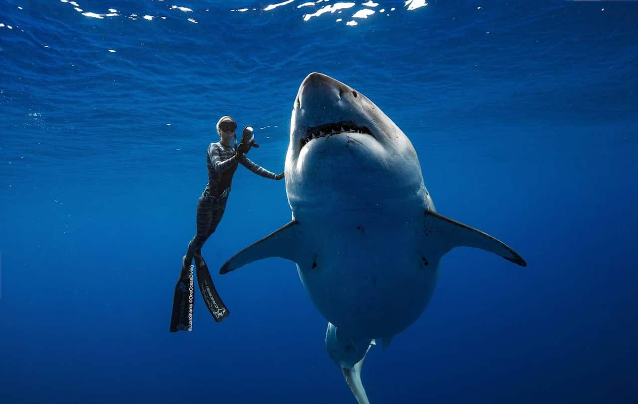 Diver Ocean Ramsey with the great white shark swimming off the coast of Oahu, Hawaii.