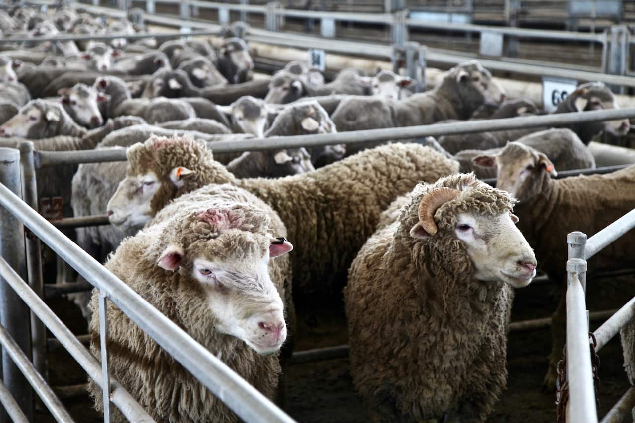 A temporary ban on the shipment of live sheep to the Middle East has ended. 