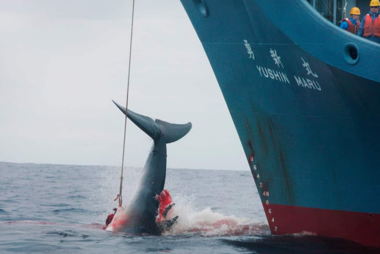 A handout photo made available by Greenpeace shows the Yushin Maru catcher ship of the Japanese whaling fleet injuring a whale with its first harpoon attempt