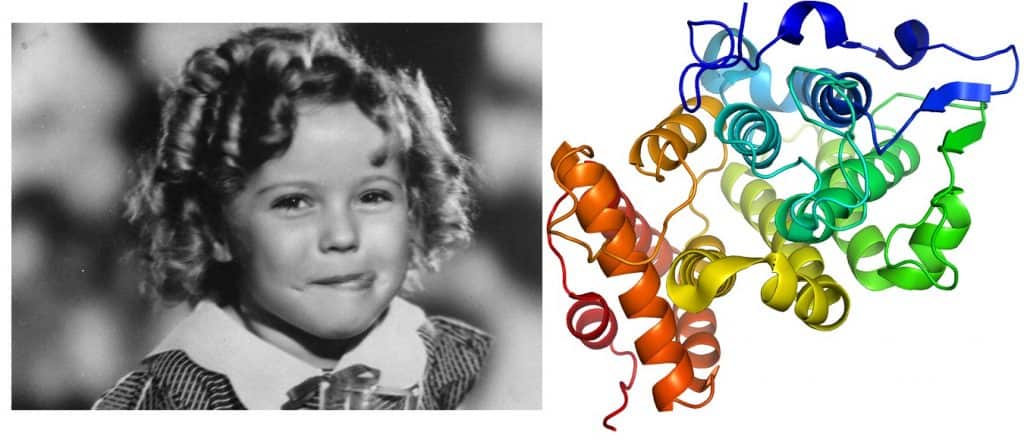 The protein is named the 'Shirley Temple' in a tribute to the former child actresses curly hair.