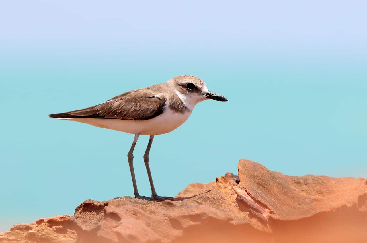 The great sand plover (photo by Andrew Silcocks)
