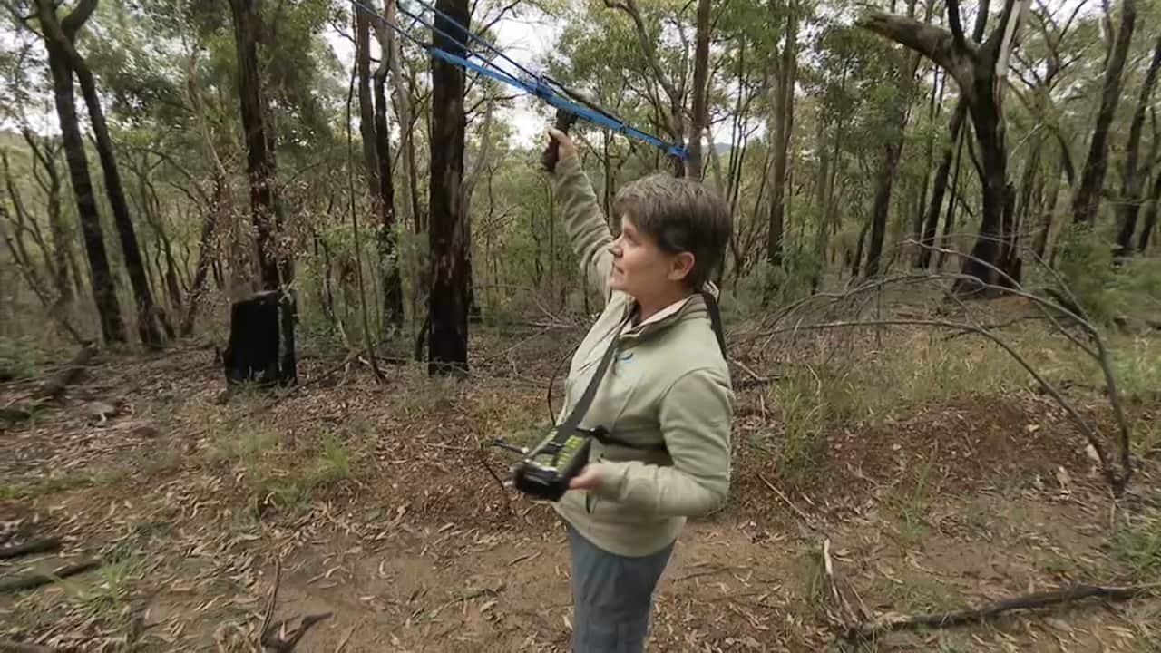 Science for Wildlife conservationist Dr Kellie Leigh will lead the radio-tracking program.