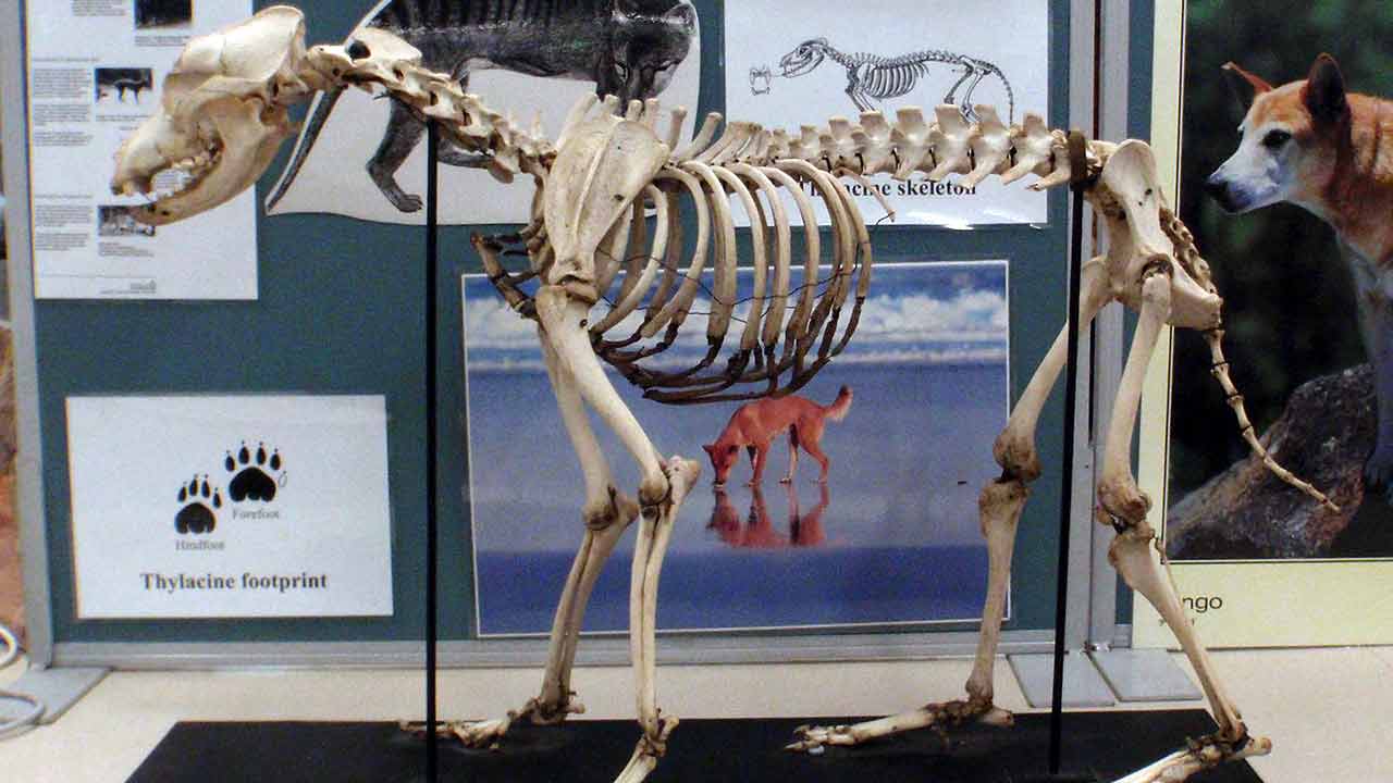 The full dog skeleton was among the items stolen from the museum that was established at the campus in 1890.