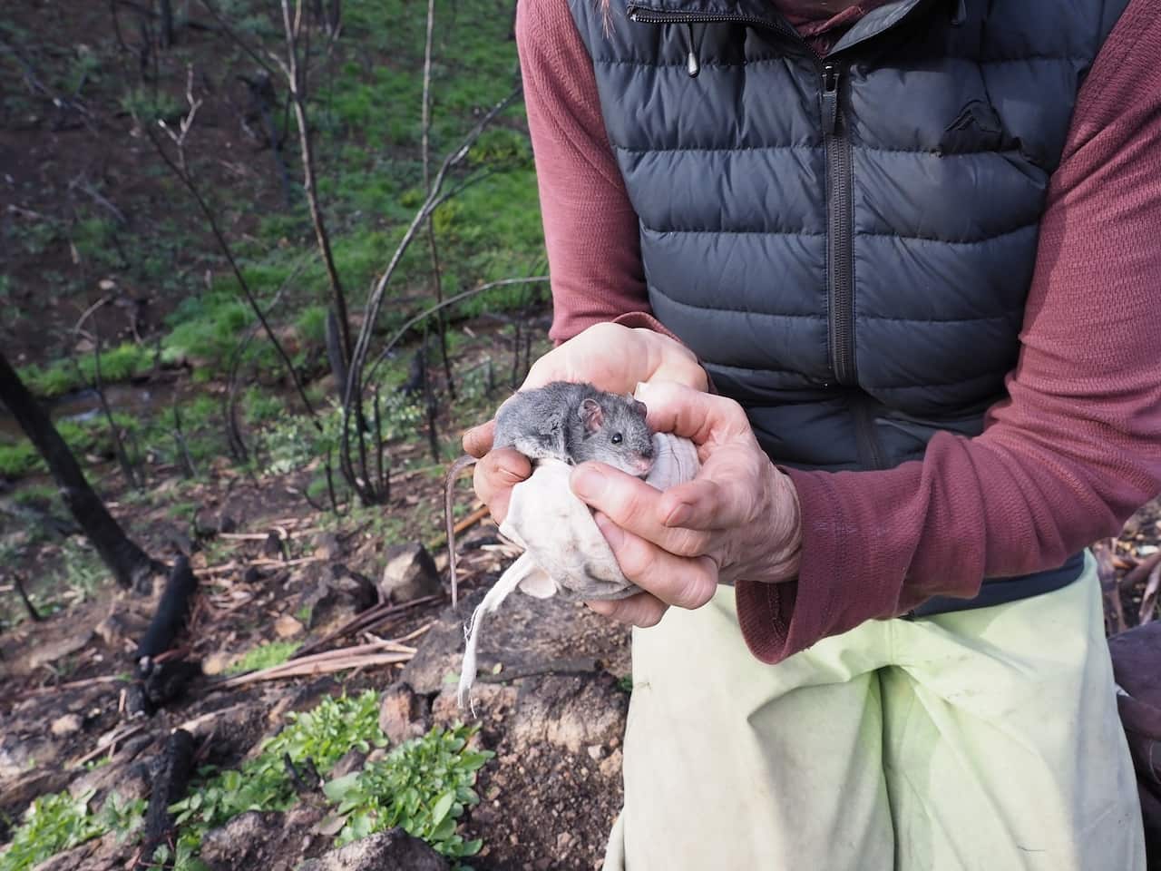 The critically endangered Smoky Mouse has survived the massive Dunns Road fire in early 2020. 