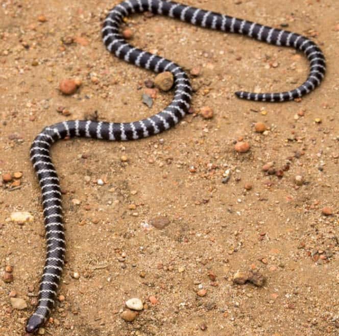 University of Queensland biologist Bryan Fry found the snake on a loading wharf