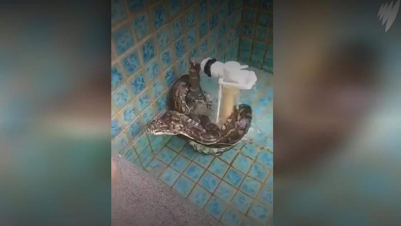 The snake was captured by Gold Coast snake catcher Tony Harrison.