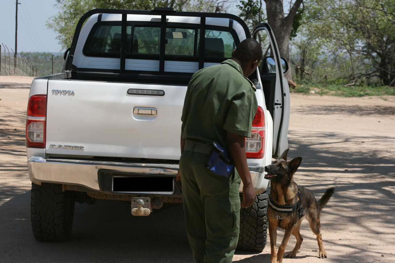 Sniffer dog checks a car for guns, ammunition, rhino horn or ivory in South Africa