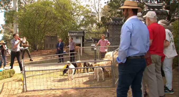 The farmers set up an animal pen outside the diplomacy residence.